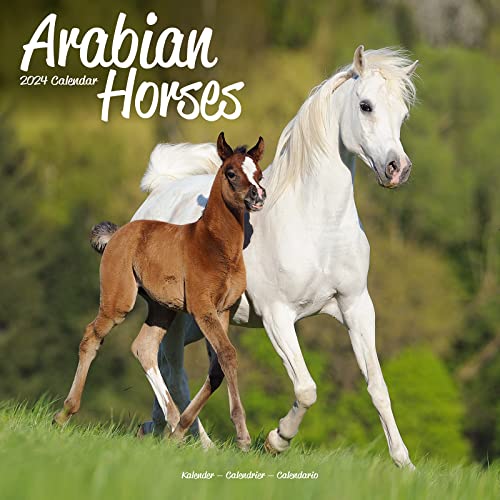 Arabians - Araber - Araber Pferde 2024 - 16-Monatskalender: Original Avonside-Kalender [Mehrsprachig] [Kalender] (Wall-Kalender)