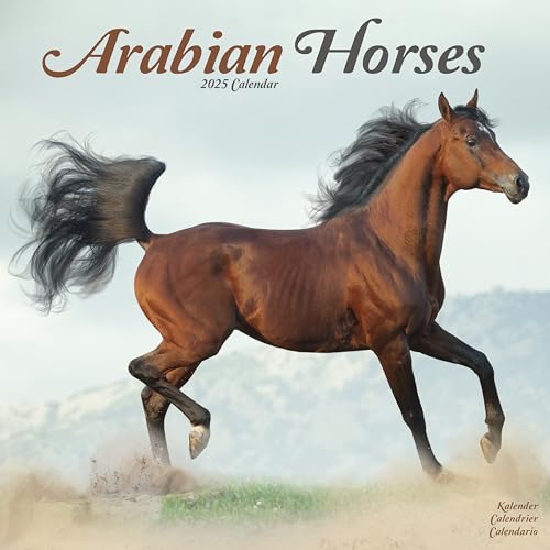 Arabians – Araber – Araber Pferde 2025 – 16-Monatskalender: Original Avonside-Kalender [Mehrsprachig] [Kalender] (Wall-Kalender)