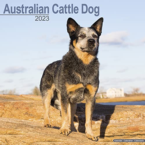 Australian Cattle Dog - Australische Cattle Dogs 2023 - 16-Monatskalender: Original Avonside-Kalender [Mehrsprachig] [Kalender] (Wall-Kalender)