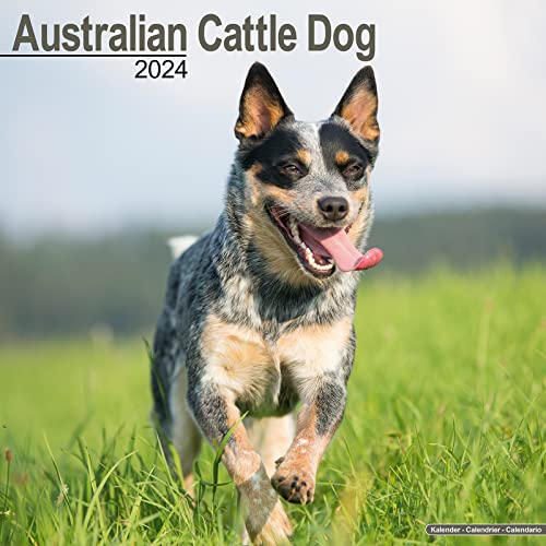 Australian Cattle Dog - Australische Cattle Dogs 2024 - 16-Monatskalender: Original Avonside-Kalender [Mehrsprachig] [Kalender] (Wall-Kalender) von Avonside Publishing Ltd
