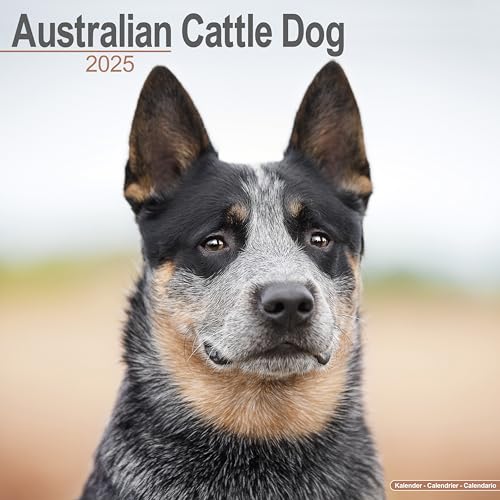 Australian Cattle Dog - Australische Cattle Dogs 2025 - 16-Monatskalender: Original Avonside-Kalender [Mehrsprachig] [Kalender] (Wall-Kalender)