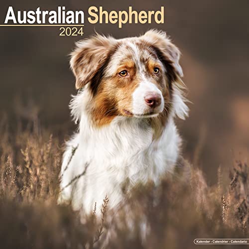 Australian Shepherd – Australische Schäferhunde 2024 – 16-Monatskalender: Original Avonside-Kalender [Mehrsprachig] [Kalender] (Wall-Kalender)