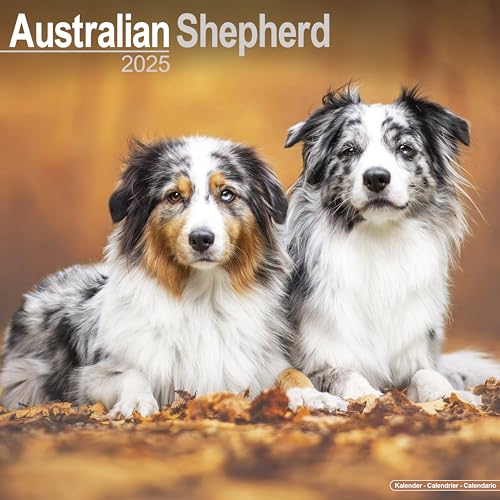 Australian Shepherd – Australische Schäferhunde 2025 – 16-Monatskalender: Original Avonside-Kalender [Mehrsprachig] [Kalender] (Wall-Kalender)