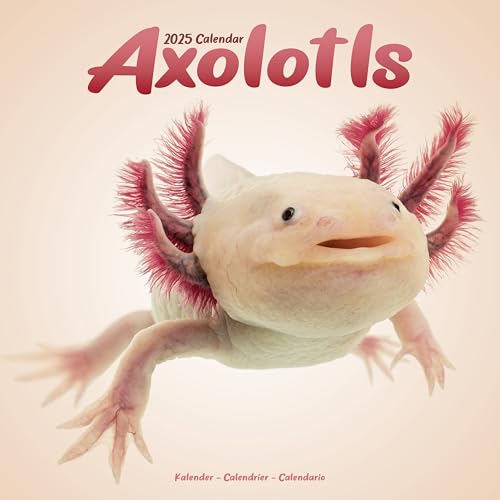 Axolotls – Mexikanischer Schwanzlurch 2025 – 16-Monatskalender: Original Avonside-Kalender [Mehrsprachig] [Kalender] (Wall-Kalender)