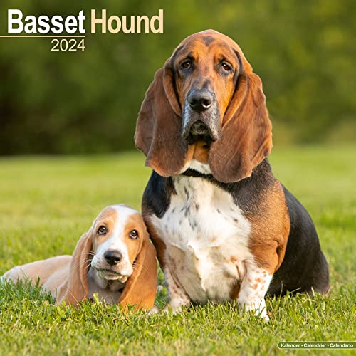 Basset Hound - Bassets 2024 - 16-Monatskalender: Original Avonside-Kalender [Mehrsprachig] [Kalender] (Wall-Kalender)