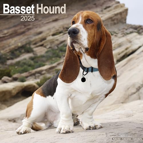 Basset Hound - Bassets 2025- 16-Monatskalender: Original Avonside-Kalender [Mehrsprachig] [Kalender] (Wall-Kalender)