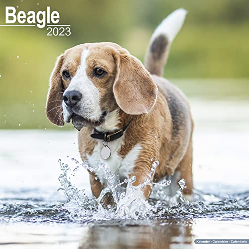 Beagle 2023 - 16-Monatskalender: Original Avonside-Kalender [Mehrsprachig] [Kalender] (Wall-Kalender)