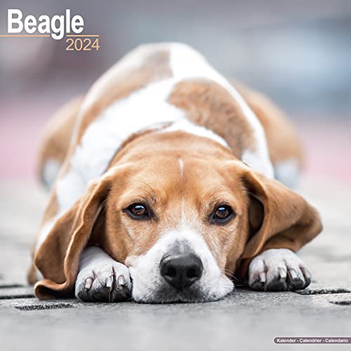 Beagle 2024 – 16-Monatskalender: Original Avonside-Kalender [Mehrsprachig] [Kalender] (Wall-Kalender) von AVONSIDE