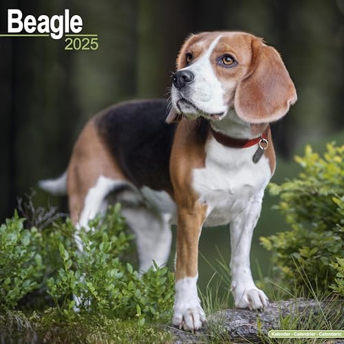 Beagle 2025 – 16-Monatskalender: Original Avonside-Kalender [Mehrsprachig] [Kalender] (Wall-Kalender) von AVONSIDE