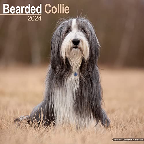 Bearded Collie 2024 - 16-Monatskalender: Original Avonside-Kalender [Mehrsprachig] [Kalender] (Wall-Kalender) von Avonside Publishing Ltd