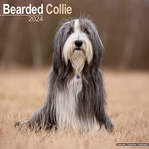 Bearded Collie 2024 - 16-Monatskalender: Original Avonside-Kalender [Mehrsprachig] [Kalender] (Wall-Kalender)