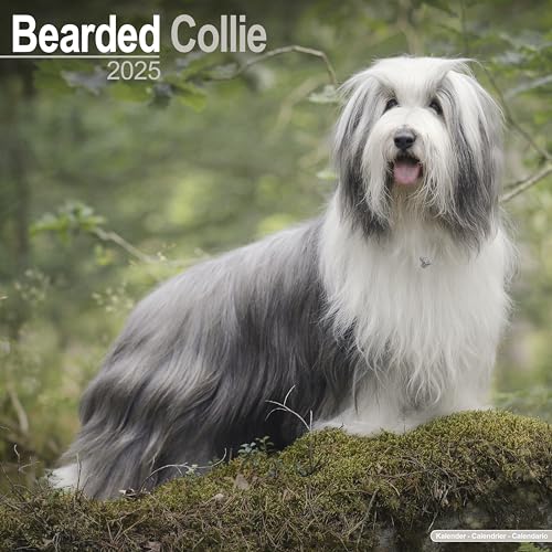Bearded Collie 2025 - 16-Monatskalender: Original Avonside-Kalender [Mehrsprachig] [Kalender] (Wall-Kalender)