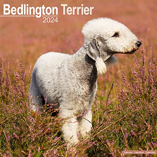 Bedlington Terrier 2024 - 16-Monatskalender: Original Avonside-Kalender [Mehrsprachig] [Kalender] (Wall-Kalender) von Avonside Publishing Ltd
