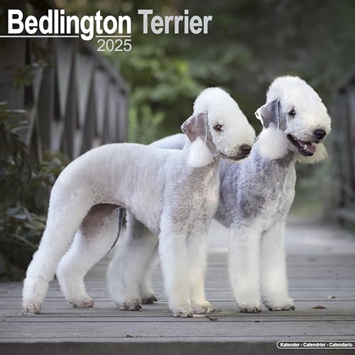 Bedlington Terrier 2025- 16-Monatskalender: Original Avonside-Kalender [Mehrsprachig] [Kalender] (Wall-Kalender)