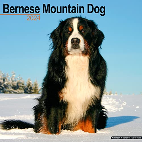 Bernese Mountain Dog - Berner Sennenhund 2024 - 16-Monatskalender: Original Avonside-Kalender [Mehrsprachig] [Kalender] (Wall-Kalender)