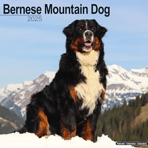 Bernese Mountain Dog - Berner Sennenhund 2025 - 16-Monatskalender: Original Avonside-Kalender [Mehrsprachig] [Kalender] (Wall-Kalender)