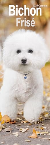 Bichon Frisé 2025: Original Avonside-Kalender – Slimline [Mehrsprachig] [Kalender] (Slimline-Kalender)