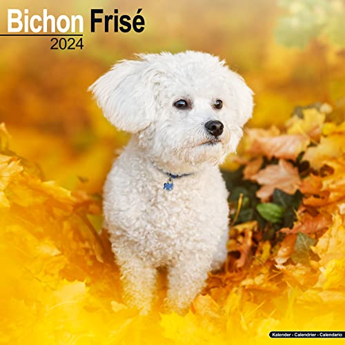 Bichon Frisé - Gelockter Bichon 2024 - 16-Monatskalender: Original Avonside-Kalender [Mehrsprachig] [Kalender] (Wall-Kalender)