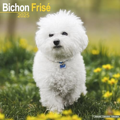 Bichon Frisé - Gelockter Bichon 2025- 16-Monatskalender: Original Avonside-Kalender [Mehrsprachig] [Kalender] (Wall-Kalender)