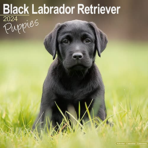 Black Labrador Retriever Puppies - Schwarze Labradorwelpen 2024 - 16-Monatskalender: Original Avonside-Kalender [Mehrsprachig] [Kalender] (Wall-Kalender) von Avonside Publishing Ltd