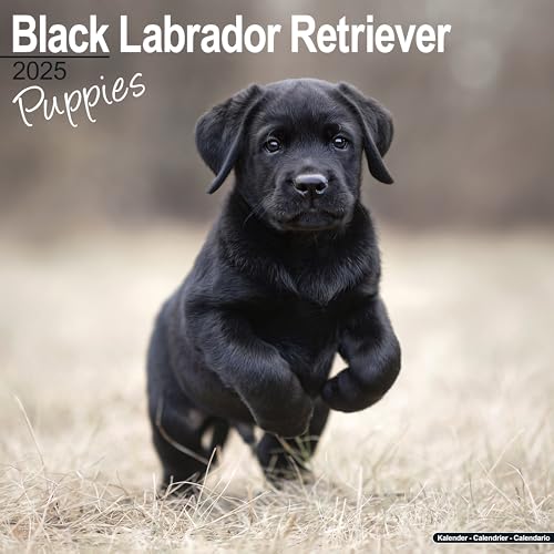Black Labrador Retriever Puppies - Schwarze Labradorwelpen 2025 - 16-Monatskalender: Original Avonside-Kalender [Mehrsprachig] [Kalender] (Wall-Kalender)