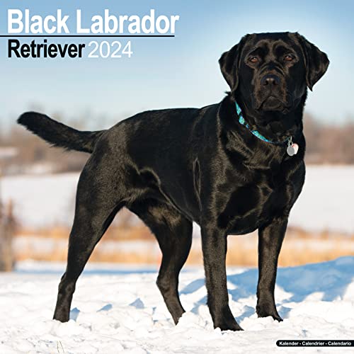 Black Labrador Retriever – Schwarzer Labrador 2024 – 16-Monatskalender: Original Avonside-Kalender [Mehrsprachig] [Kalender] (Wall-Kalender) von Avonside Publishing Ltd