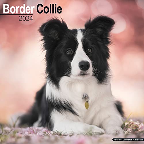 Border Collie 2024 - 16-Monatskalender: Original Avonside-Kalender [Mehrsprachig] [Kalender] (Wall-Kalender)