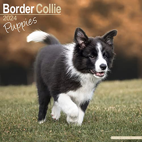 Border Collie Puppies - Border Collie Welpen 2024 - 16-Monatskalender: Original Avonside-Kalender [Mehrsprachig] [Kalender] (Wall-Kalender) von Avonside Publishing Ltd