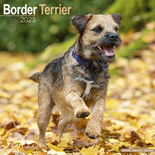 Border Terrier 2023 - 16-Monatskalender: Original Avonside-Kalender [Mehrsprachig] [Kalender] (Wall-Kalender)