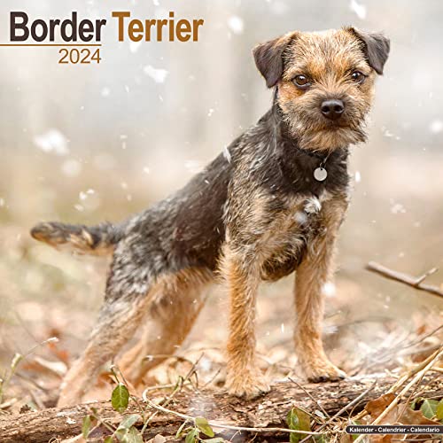 Border Terrier 2024 - 16-Monatskalender: Original Avonside-Kalender [Mehrsprachig] [Kalender] (Wall-Kalender) von Avonside Publishing Ltd
