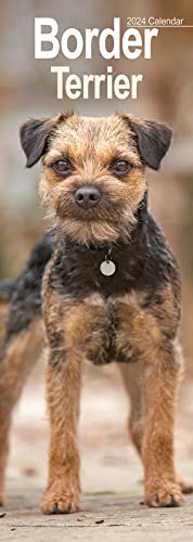 Border Terrier 2024: Original Avonside-Kalender - Slimline [Mehrsprachig] [Kalender] (Slimline-Kalender)