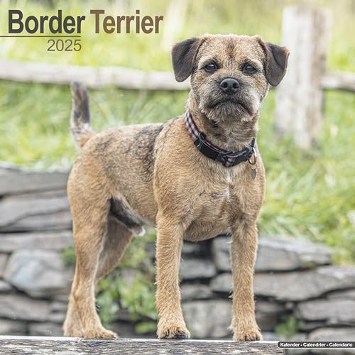 Border Terrier 2025 - 16-Monatskalender: Original Avonside-Kalender [Mehrsprachig] [Kalender] (Wall-Kalender) von AVONSIDE