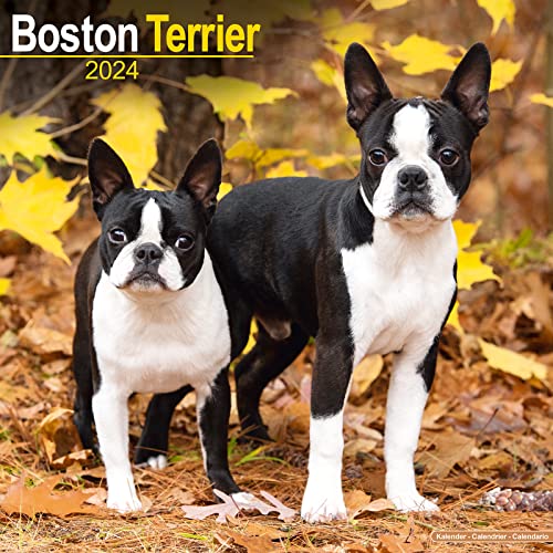 Boston Terrier 2024 – 16-Monatskalender: Original Avonside-Kalender [Mehrsprachig] [Kalender] (Wall-Kalender) von Avonside Publishing Ltd