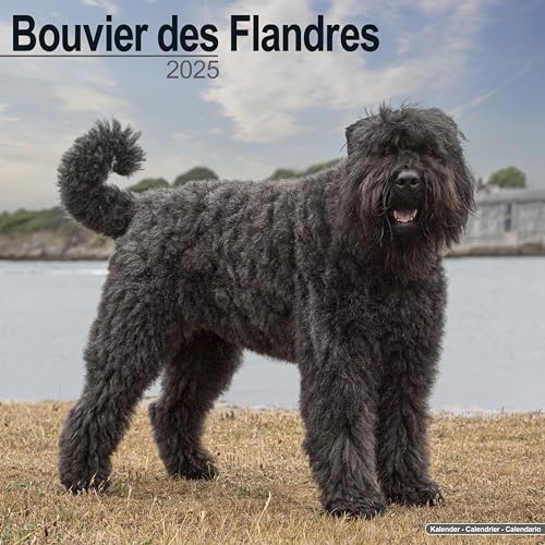 Bouvier des Flandres 2025 – 16-Monatskalender: Original Avonside-Kalender [Mehrsprachig] [Kalender] (Wall-Kalender)