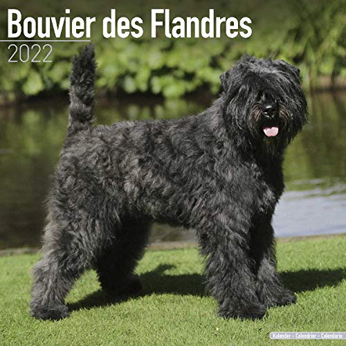 Bouvier des Flandres - Flandrischer Treibhund 2022 - 16-Monatskalender: Original Avonside-Kalender [Mehrsprachig] [Kalender] (Wall-Kalender)