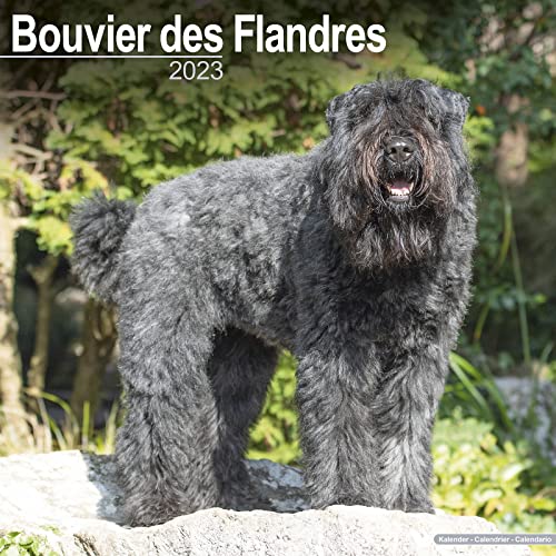Bouvier des Flandres - Flandrischer Treibhund 2023 - 16-Monatskalender: Original Avonside-Kalender [Mehrsprachig] [Kalender] (Wall-Kalender)