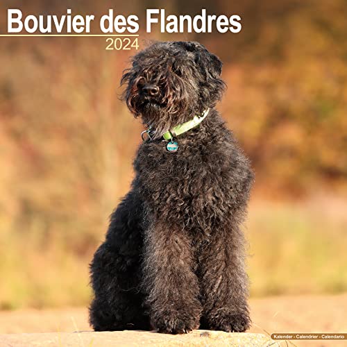 Bouvier des Flandres - Flandrischer Treibhund 2024 - 16-Monatskalender: Original Avonside-Kalender [Mehrsprachig] [Kalender] (Wall-Kalender)