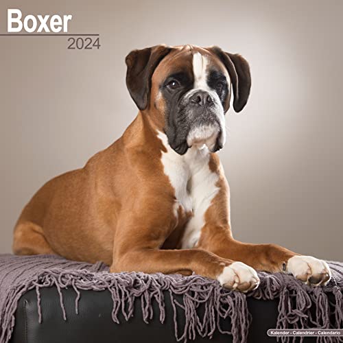 Boxer 2024 - 16-Monatskalender: Original Avonside-Kalender [Mehrsprachig] [Kalender] (Wall-Kalender)