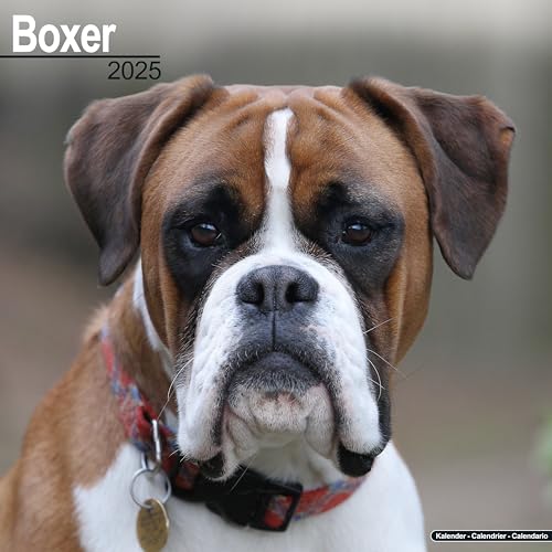 Boxer 2025 - 16-Monatskalender: Original Avonside-Kalender [Mehrsprachig] [Kalender] (Wall-Kalender)