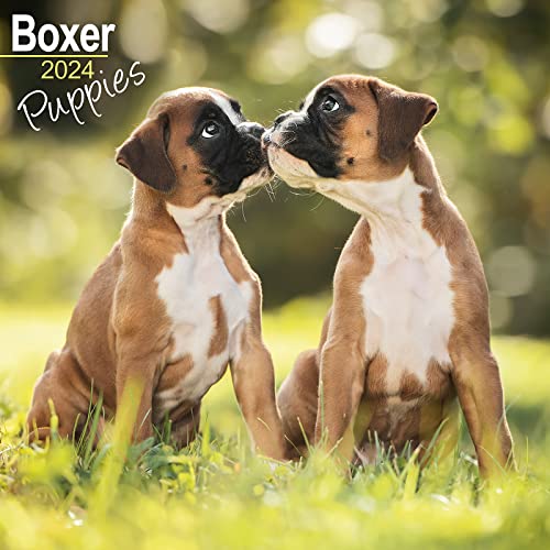 Boxer Puppies - Boxer Welpen 2024 - 16-Monatskalender: Original Avonside-Kalender [Mehrsprachig] [Kalender] (Wall-Kalender)