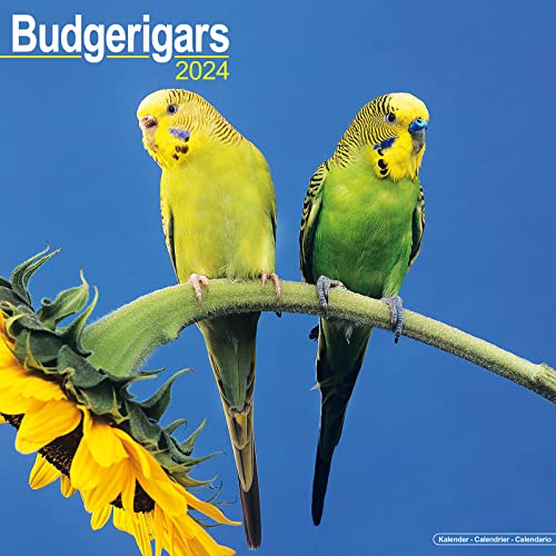 Budgerigars - Wellensittiche 2024 - 16-Monatskalender: Original Avonside-Kalender [Mehrsprachig] [Kalender] (Wall-Kalender)