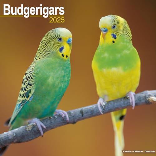Budgerigars – Wellensittiche 2025 – 16-Monatskalender: Original Avonside-Kalender [Mehrsprachig] [Kalender] (Wall-Kalender)