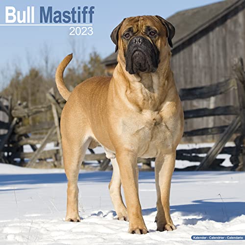 Bull Mastiff 2023 - 16-Monatskalender: Original Avonside-Kalender [Mehrsprachig] [Kalender] (Wall-Kalender)