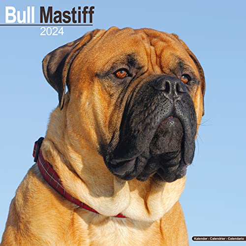 Bull Mastiff 2024 - 16-Monatskalender: Original Avonside-Kalender [Mehrsprachig] [Kalender] (Wall-Kalender) von AVONSIDE