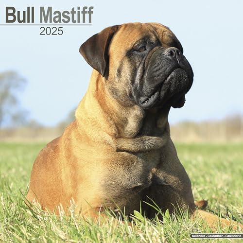 Bull Mastiff 2025 - 16-Monatskalender: Original Avonside-Kalender [Mehrsprachig] [Kalender] (Wall-Kalender)