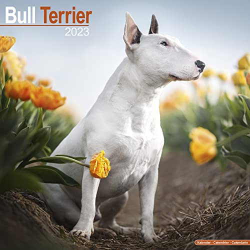 Bull Terrier - Bull Terrier 2023 - 16-Monatskalender: Original Avonside-Kalender [Mehrsprachig] [Kalender] (Wall-Kalender)