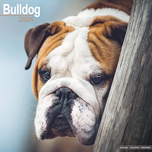 Bulldog - Bulldoggen 2024 – 16-Monatskalender: Original Avonside-Kalender [Mehrsprachig] [Kalender] (Wall-Kalender) von Avonside Publishing Ltd