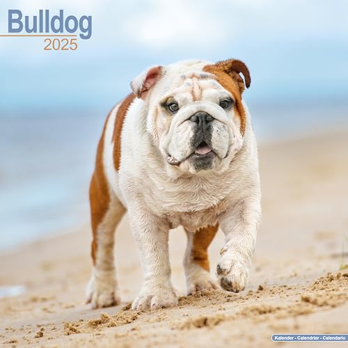 Bulldog - Bulldoggen 2025 – 16-Monatskalender: Original Avonside-Kalender [Mehrsprachig] [Kalender] (Wall-Kalender)