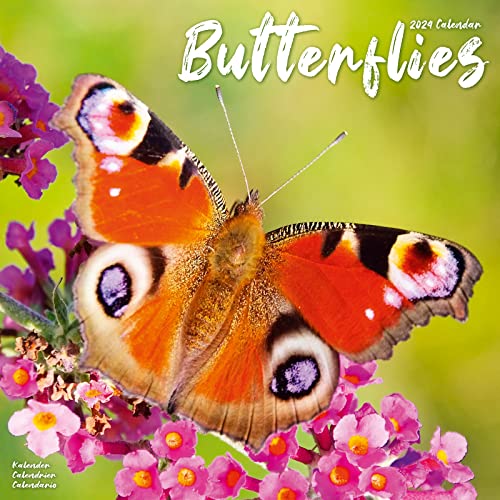 Butterflies - Schmetterlinge 2024 - 16-Monatskalender: Original Avonside-Kalender [Mehrsprachig] [Kalender] (Wall-Kalender)