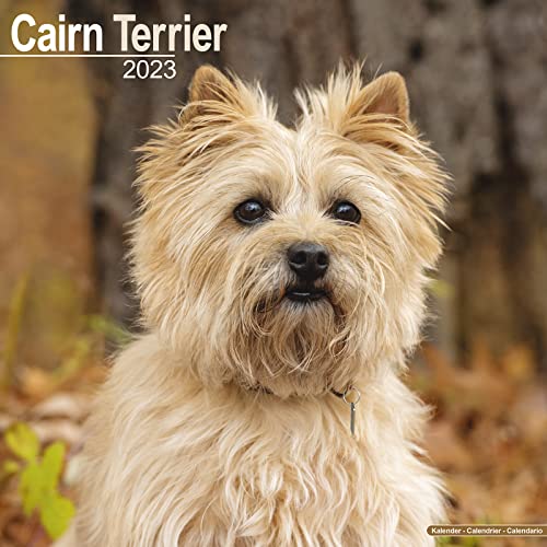 Cairn Terrier - Cairn Terrier 2023 - 16-Monatskalender: Original Avonside-Kalender [Mehrsprachig] [Kalender] (Wall-Kalender)